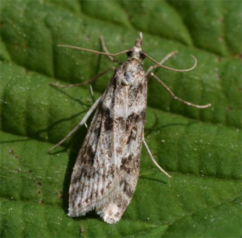 Réf. 66 431 : Eudonia angustea