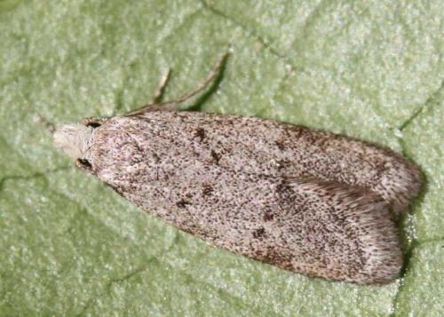 Réf. 66 491 : Symmoca oenophila