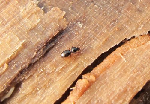 Dyschirius sp.