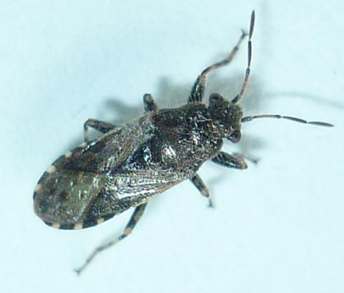 Heterogaster urticae