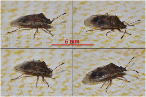 Kleidocerys sp.