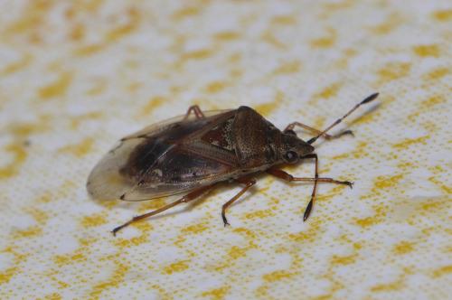 Réf. 66 621 : Kleidocerys sp.