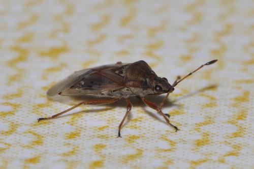 Réf. 66 622 : Kleidocerys sp.