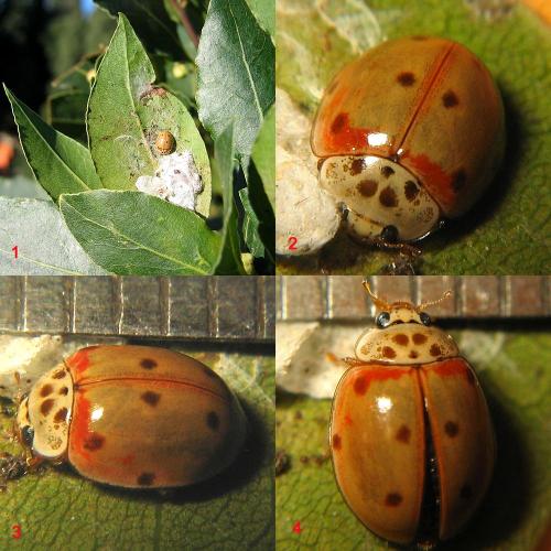 Adalia decempunctata