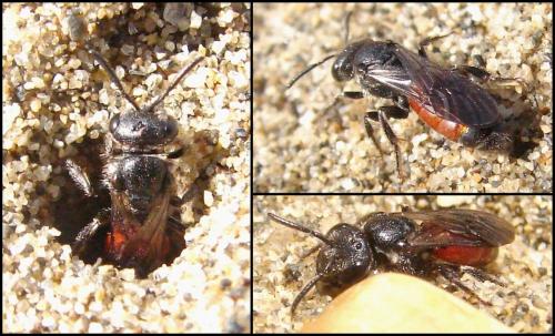 Sphecodes sp.