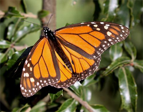 Réf. 66 624 : Danaus plexippus