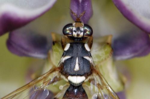 Dacus longistylus