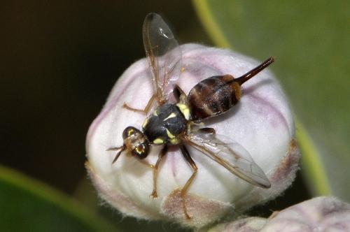Dacus longistylus