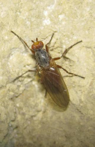 Réf. 66 316 : Scoliocentra villosa