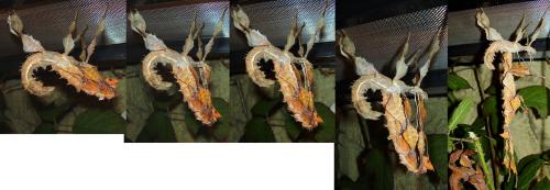Réf. 66 771 : Extatosoma tiaratum