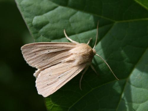 Réf. 66 173 : Mythimna sp.