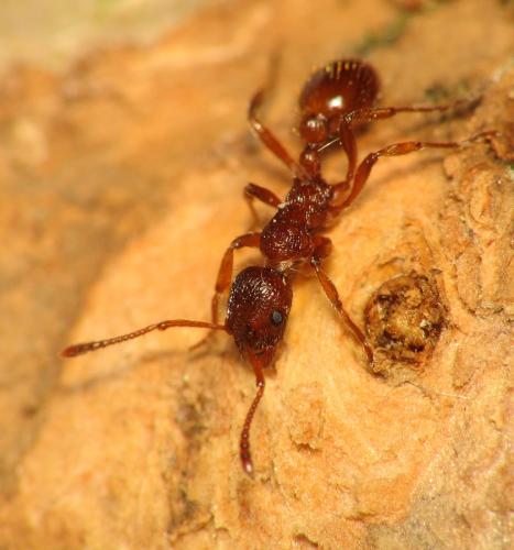 Myrmica rubra