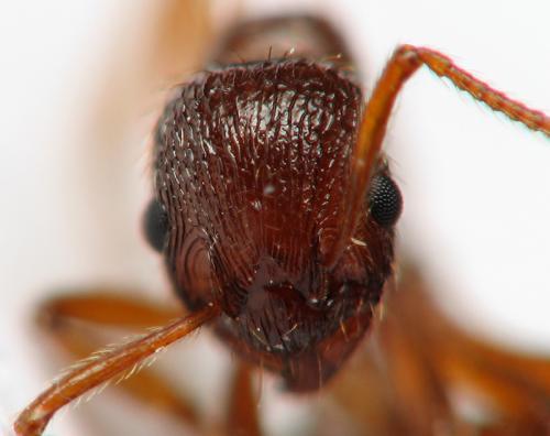 Myrmica rubra