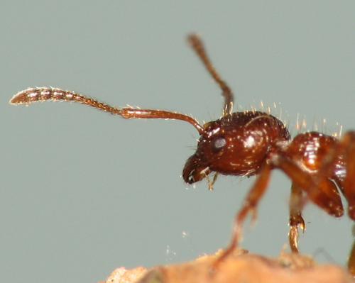 Myrmica rubra