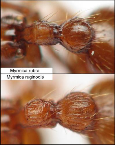 Myrmica divers