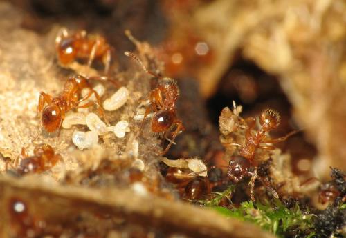 Réf. 66 661 : Myrmica ruginodis