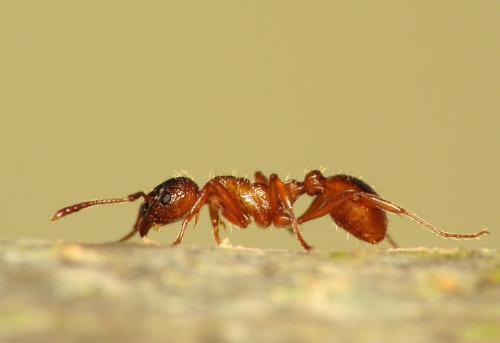 Myrmica ruginodis