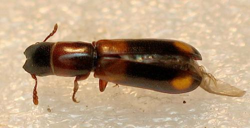 Nemozoma caucasicum