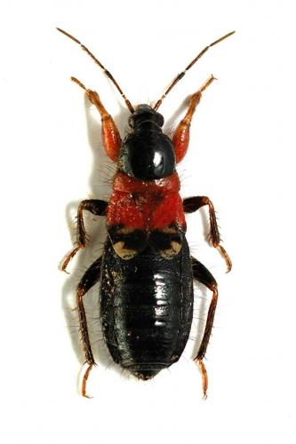 Prostemma sanguineum