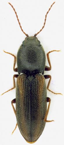 Cardiophorus eleonorae