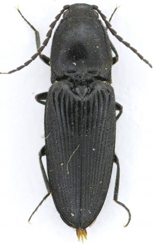 Cardiophorus nigerrimus