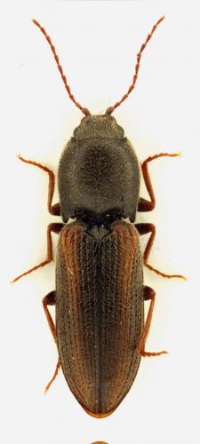 Cardiophorus eleonorae