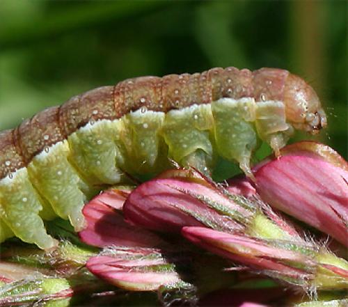 Réf. 66 556 : Agrochola sp.