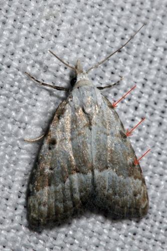 Nola aerugula