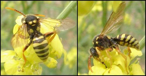 Nomada sp.