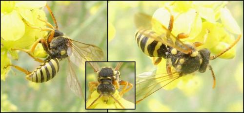 Nomada sp.