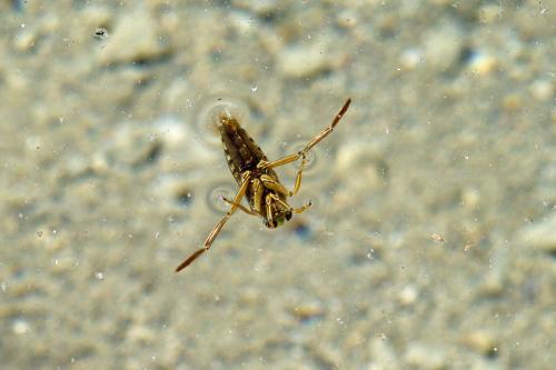 Réf. 66 170 : Notonecta sp.