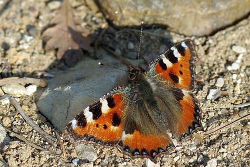 Réf. 66 373 : Aglais urticae