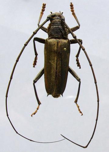 Juiaparus batus lacordairei