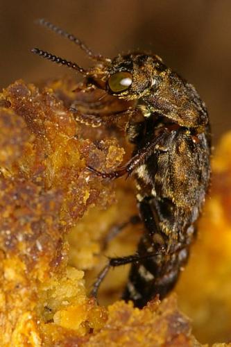 Réf. 66 438 : Ontholestes tessellatus