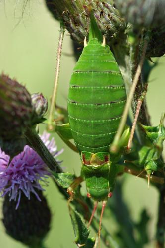 Barbitistes fischeri