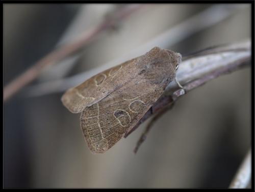 Réf. 66 829 : Orthosia cerasi