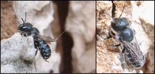 Réf. 66 192 : Osmia caerulescens