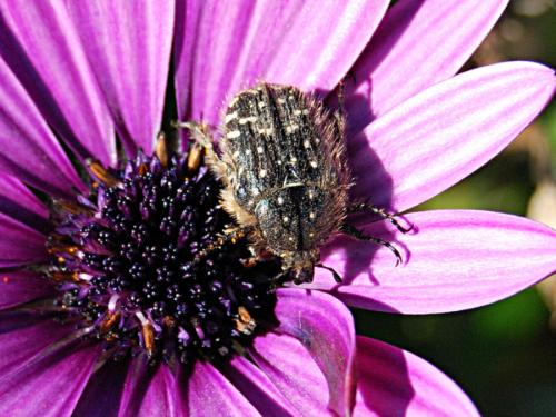 Réf. 66 580 : Oxythyrea funesta