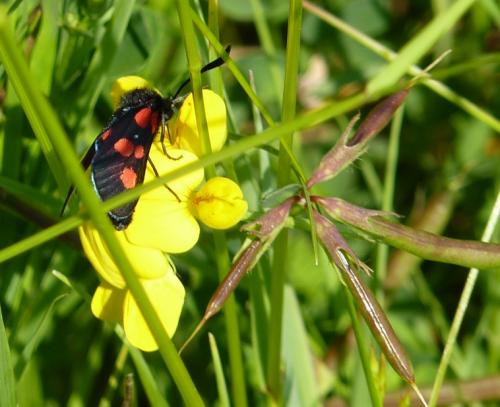Zygaena sp.