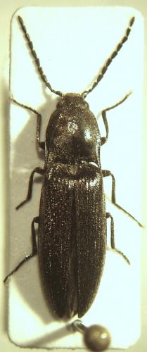 Réf. 66 079 : Liotrichus affinis
