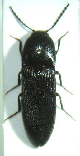 Ampedus brunnicornis