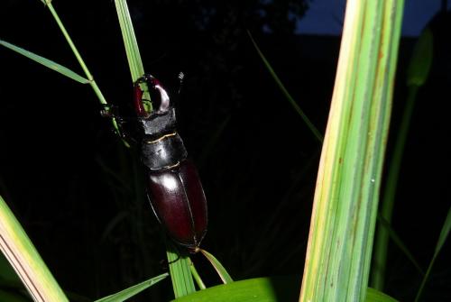 Lucanus cervus