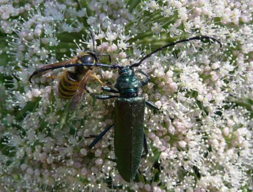 Réf. 66 108 : Aromia moschata