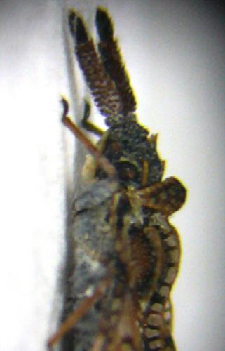 Dictyonota marmorea