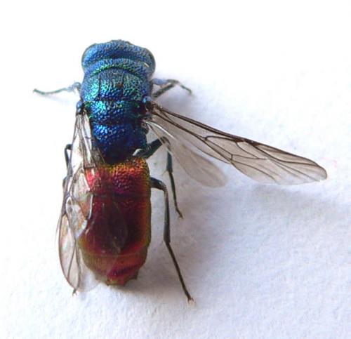 Chrysis sp.