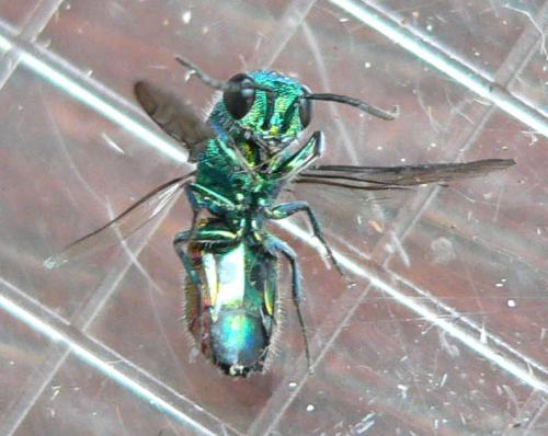 Chrysis sp.