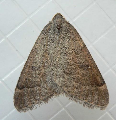 Réf. 66 326 : Theria primaria