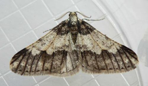 Réf. 66 325 : Agriopis leucophaearia