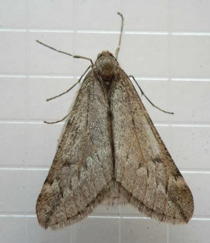 Alsophila aescularia