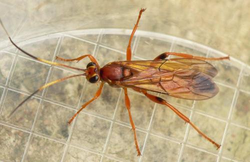 Réf. 66 916 : Lymantrichneumon disparis